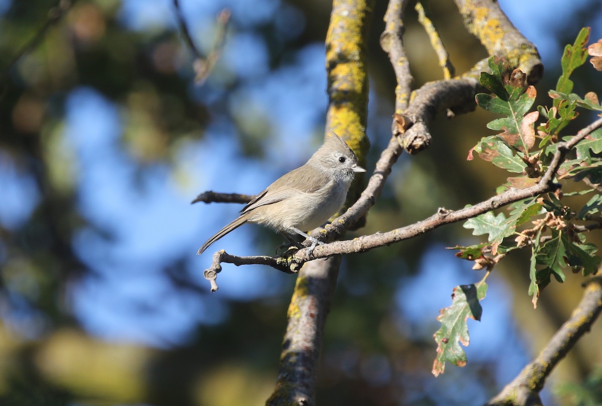 Oak Titmouse - ML643059139