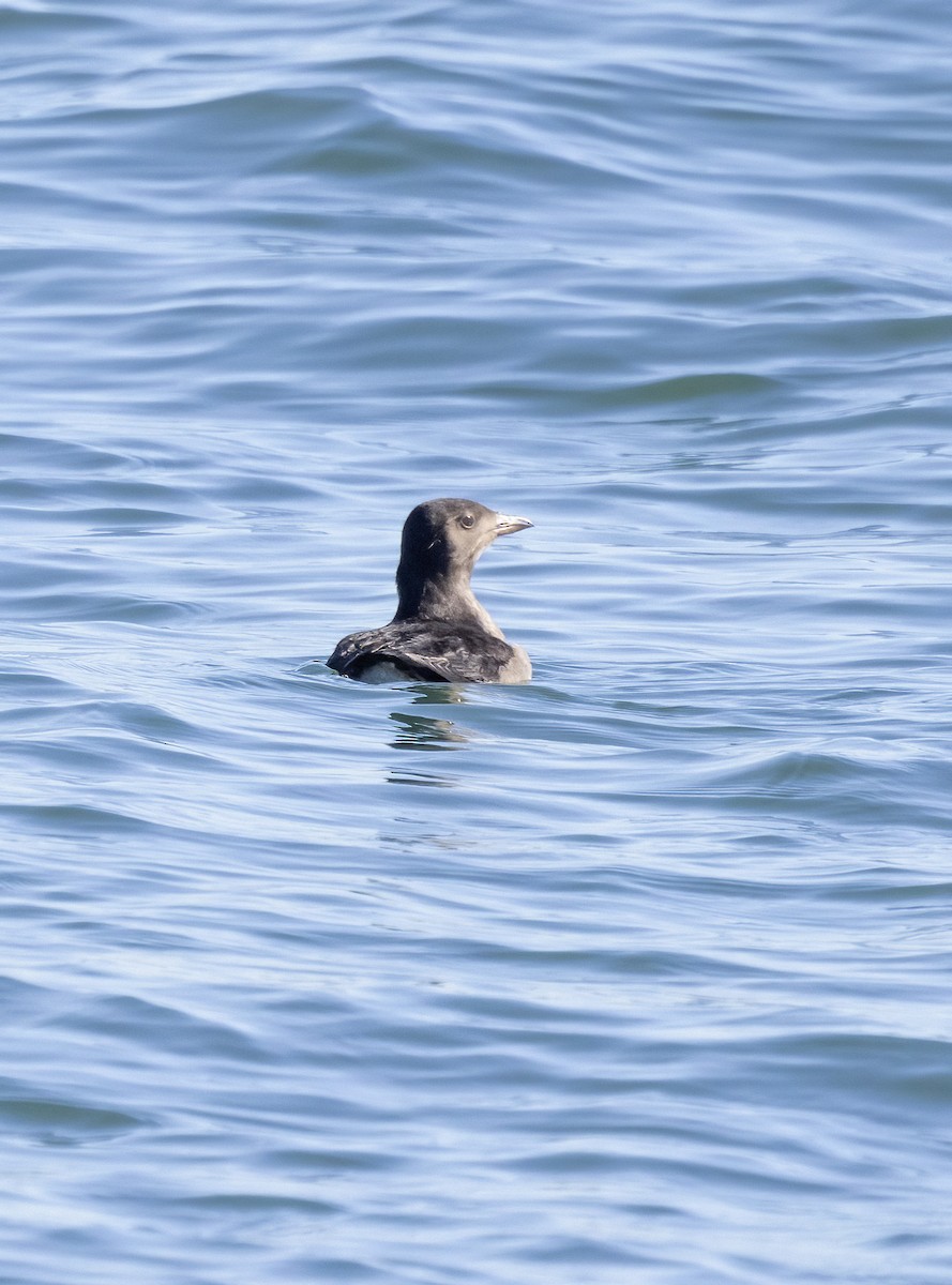 Rhinoceros Auklet - Peter Candido