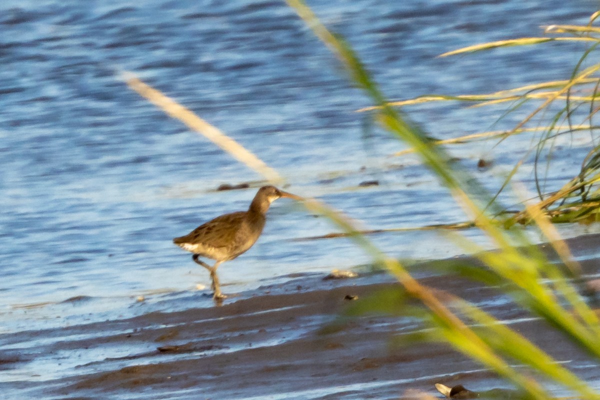 Clapper Rail - ML643059149