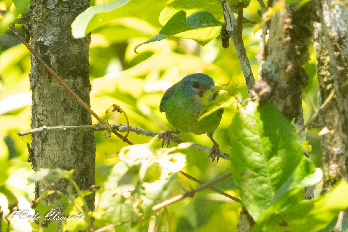 Blue Dacnis - ML643059193