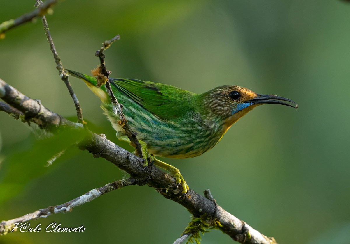 Purple Honeycreeper - ML643059216