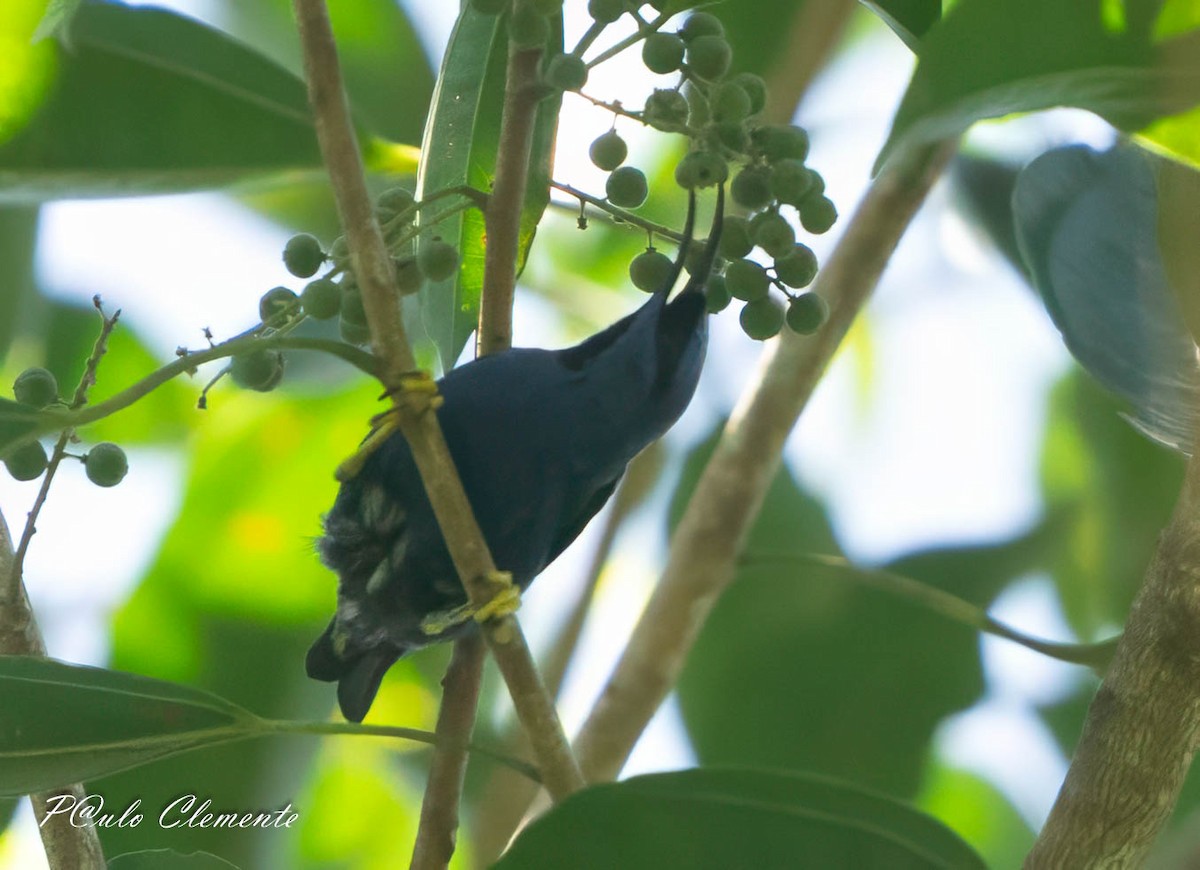 Purple Honeycreeper - ML643059217