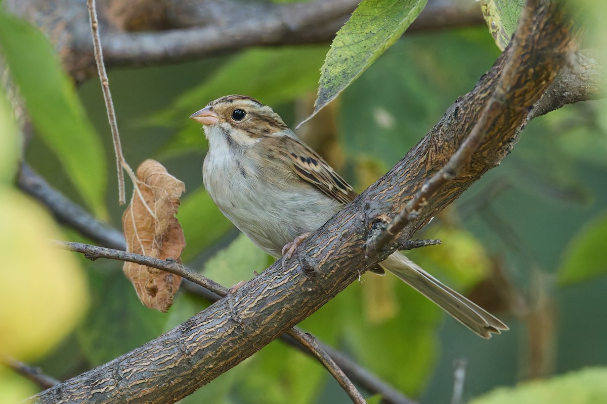 Clay-colored Sparrow - ML643059221