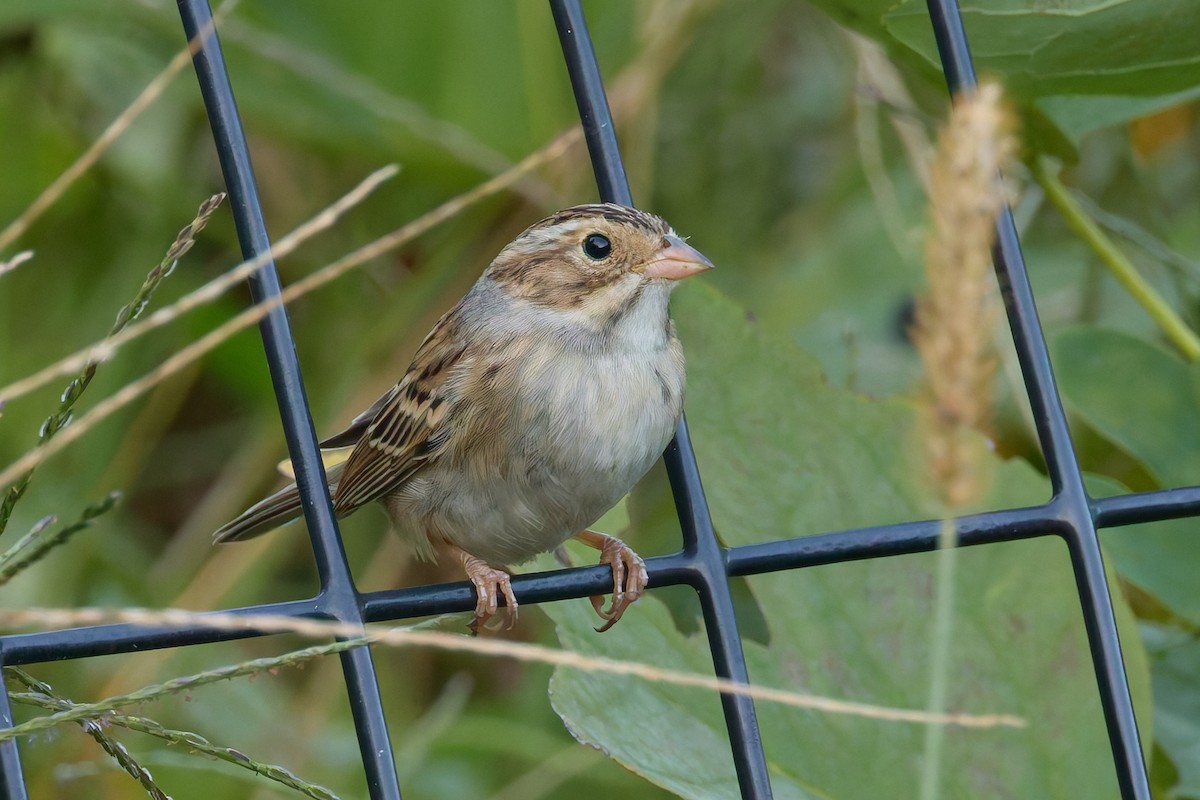 Clay-colored Sparrow - ML643059233