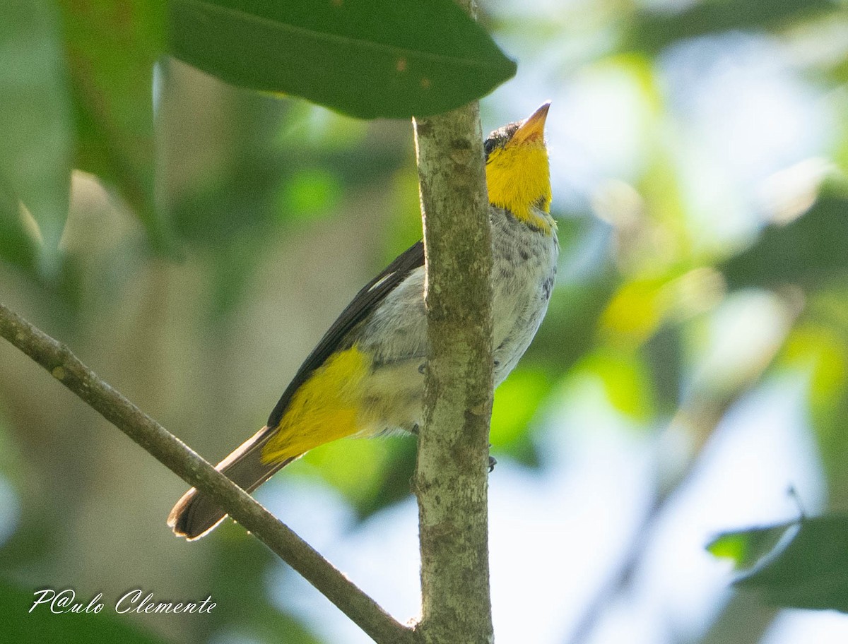 Yellow-backed Tanager - ML643059235