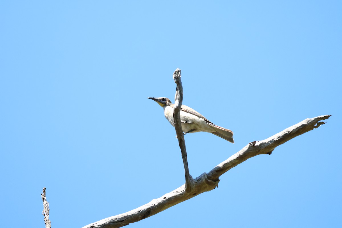 Little Friarbird - ML643059258