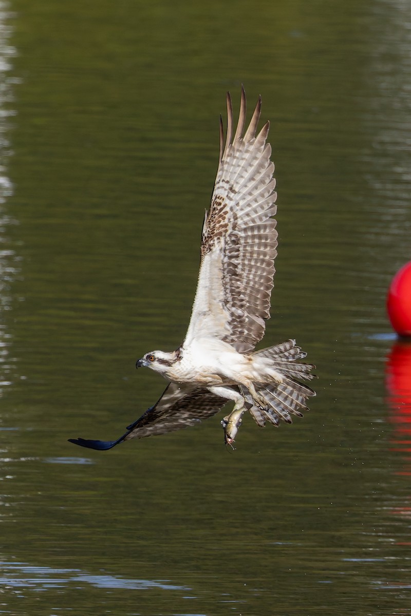 Osprey - ML643059268