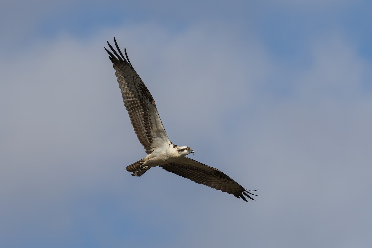 Osprey - ML643059269