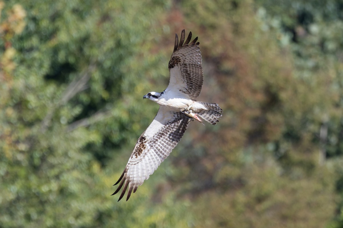 Osprey - ML643059270
