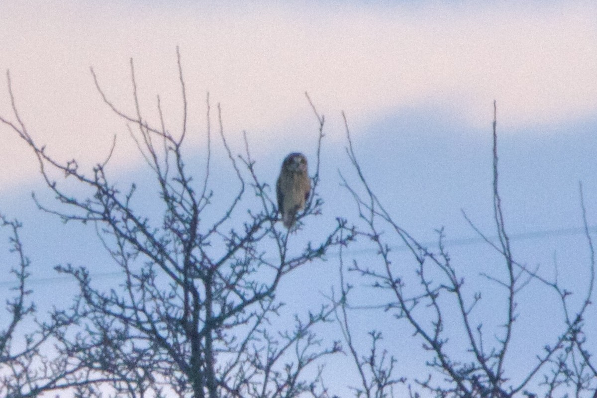 Hibou des marais (flammeus) - ML643059273