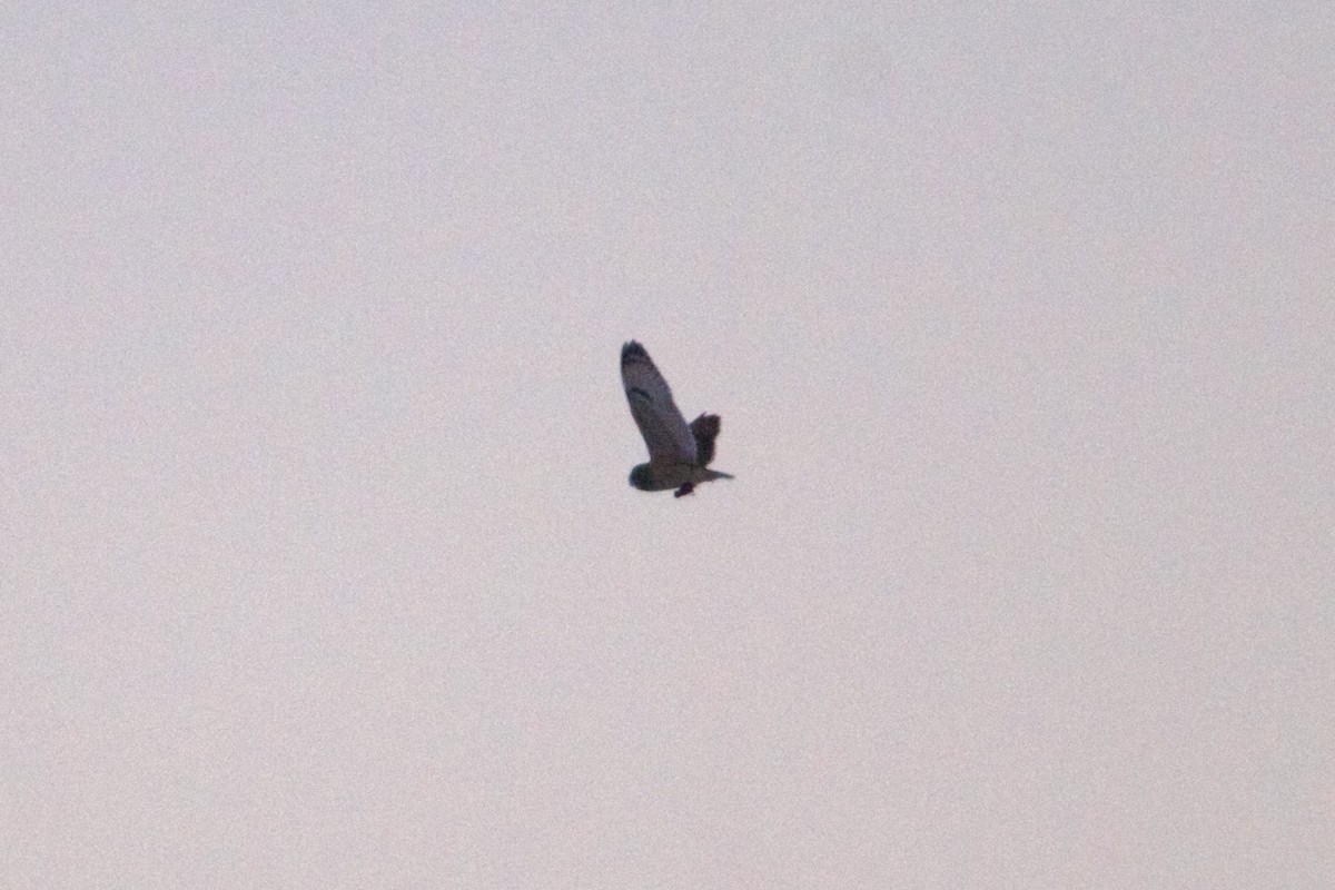 Hibou des marais (flammeus) - ML643059274