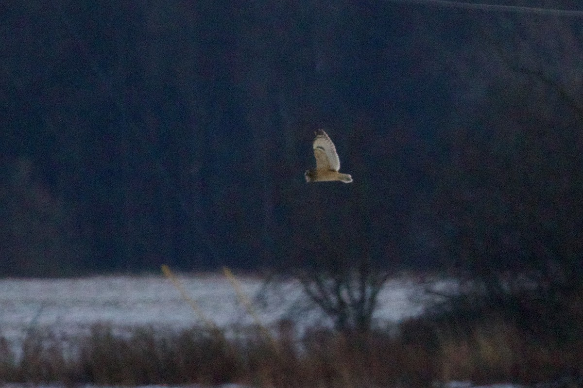 Hibou des marais (flammeus) - ML643059275