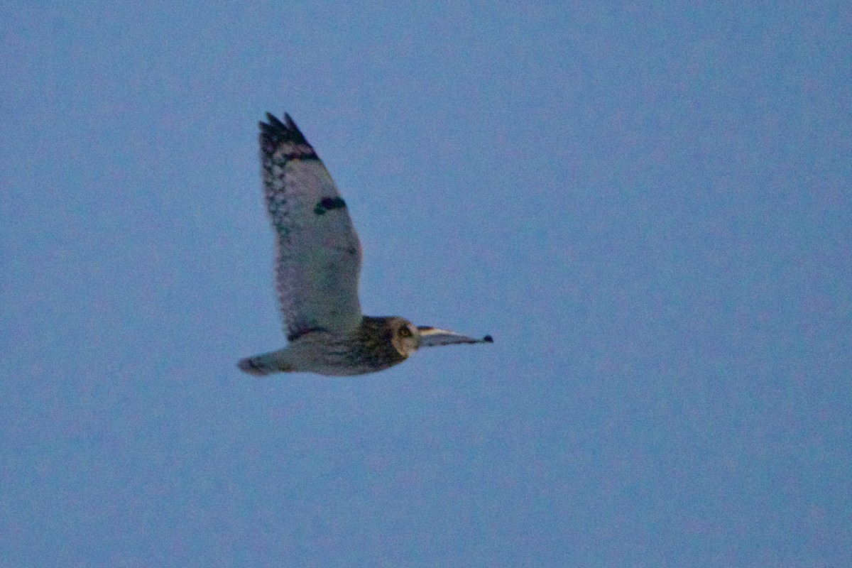 Hibou des marais (flammeus) - ML643059276