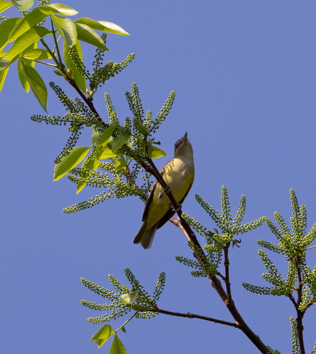 Yellow-green Vireo - ML643059281