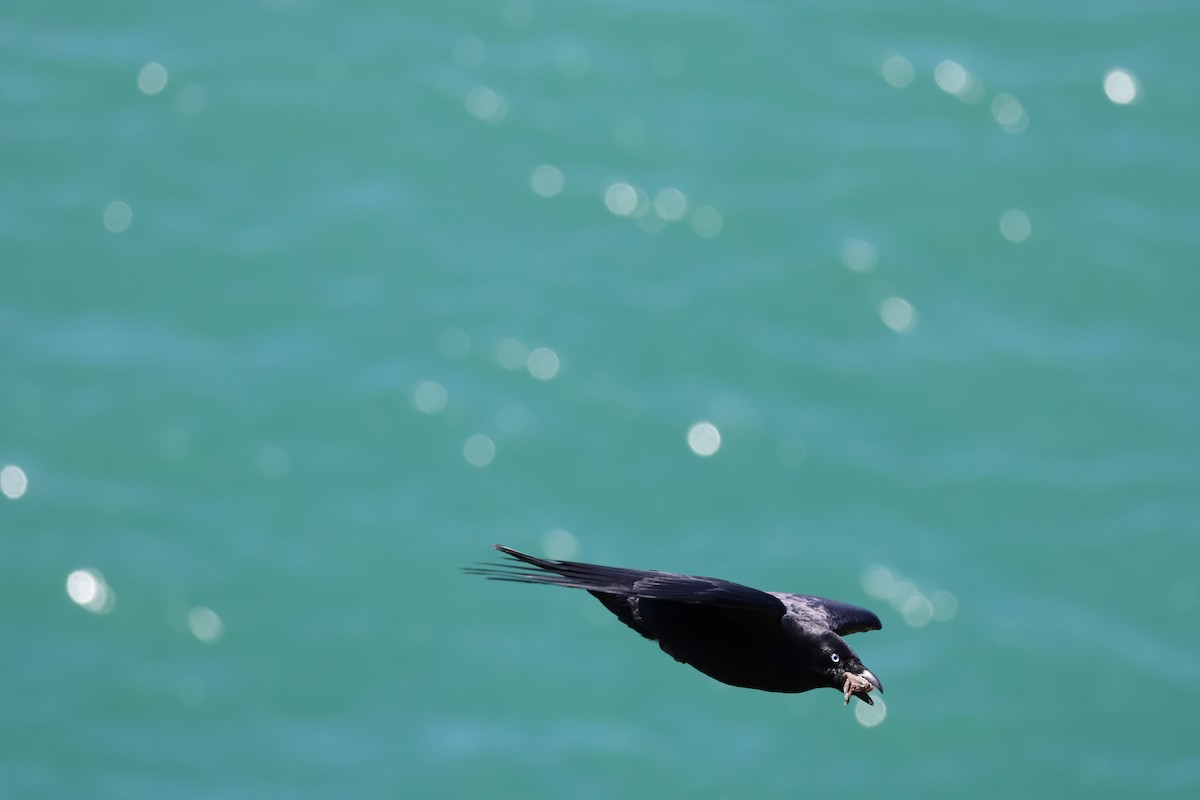 Torresian Crow - ML643059286
