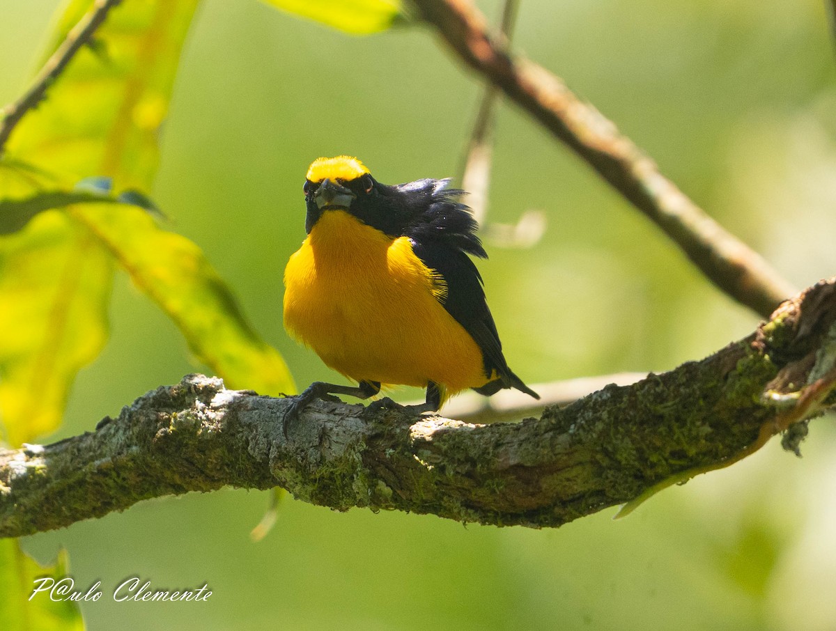 Thick-billed Euphonia - ML643059295