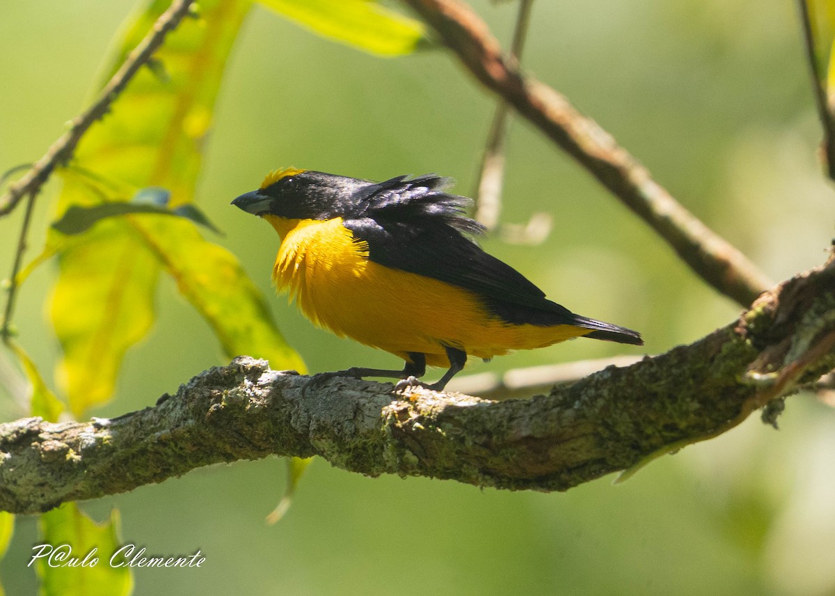 Thick-billed Euphonia - ML643059296
