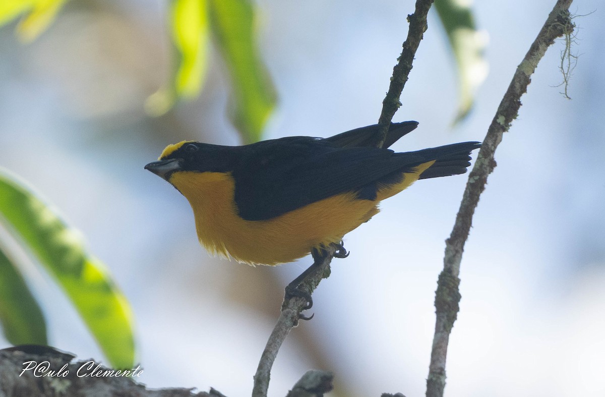 Thick-billed Euphonia - ML643059297