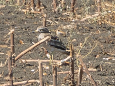 Eurasian Thick-knee - ML643059309