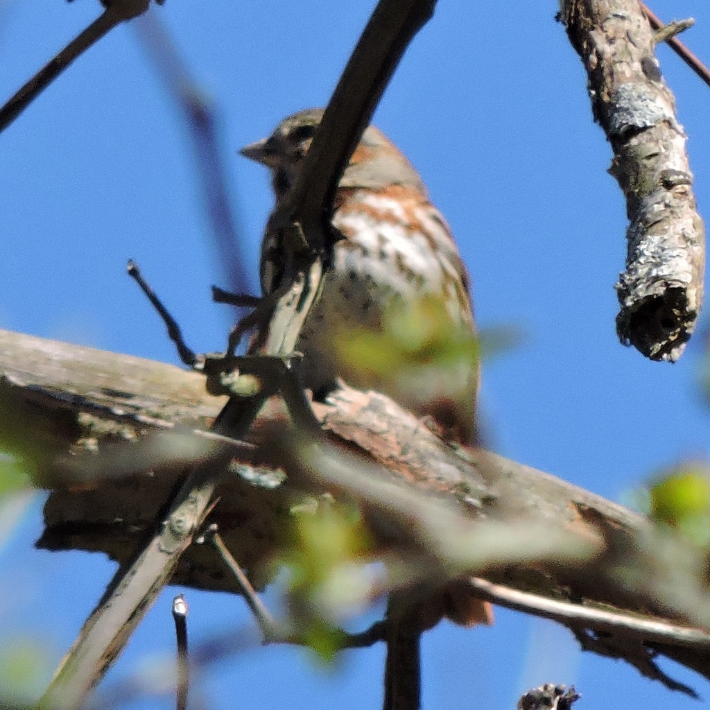 Fox Sparrow - ML643059312