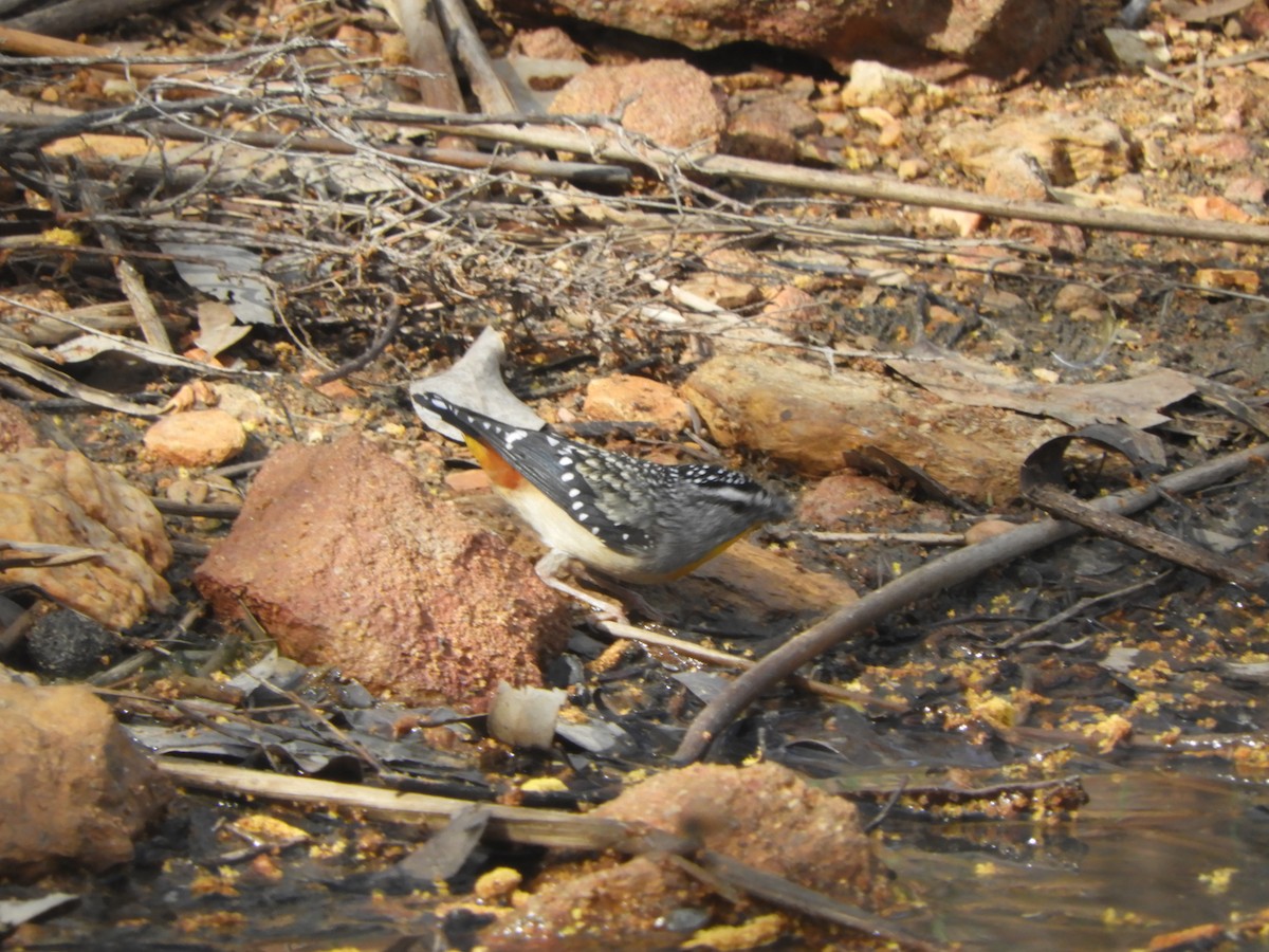 Spotted Pardalote - ML643059356
