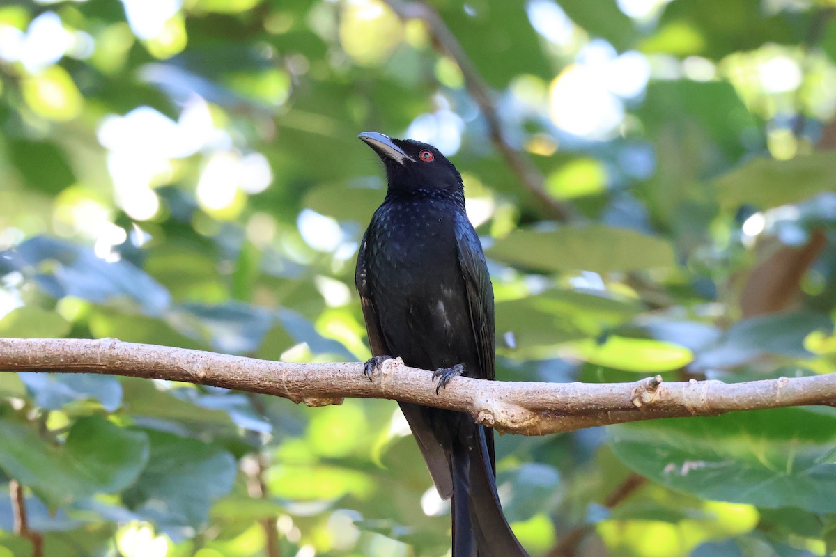 Drongo pailleté - ML643059377