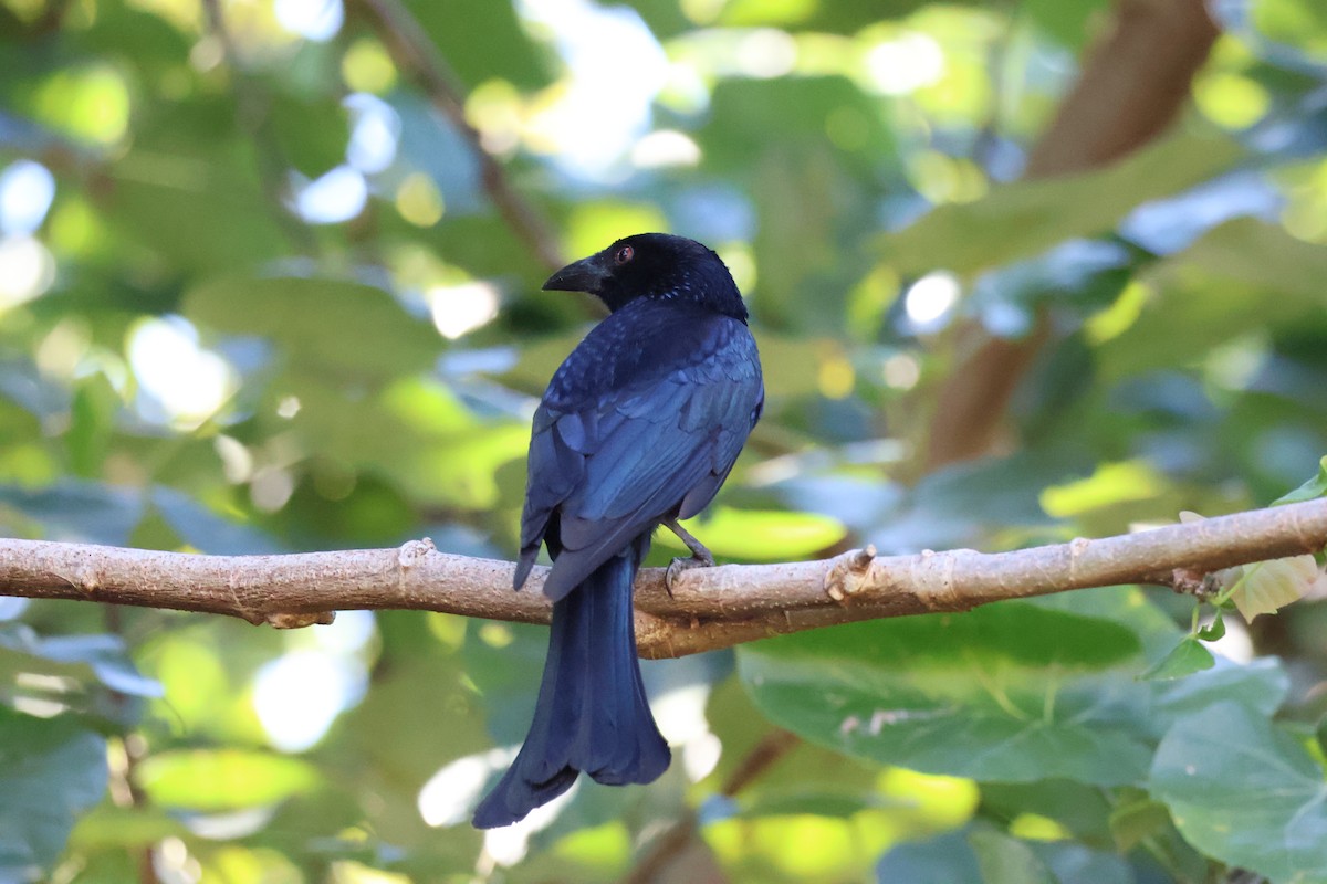 Drongo pailleté - ML643059378