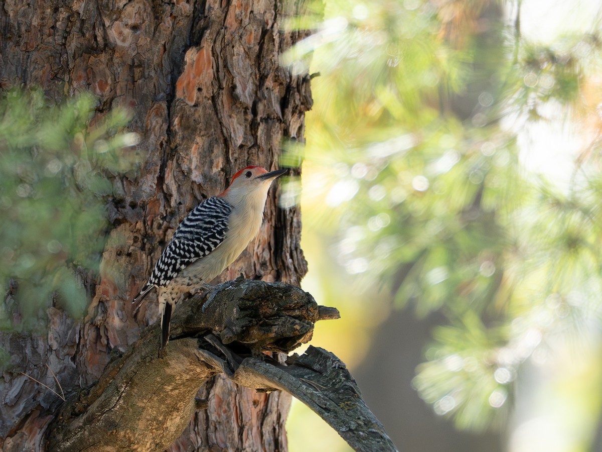 Red-bellied Woodpecker - ML643059401