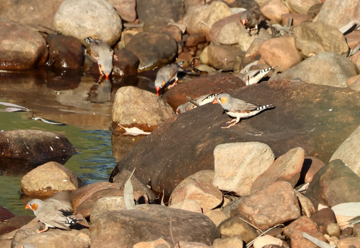 Zebra Finch - ML643059425