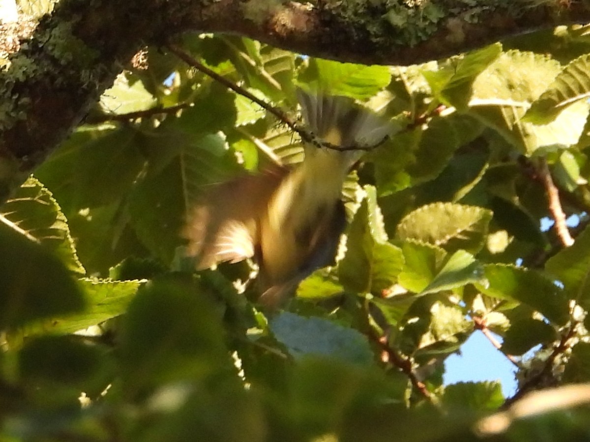 Vireo sp. - ML643059438