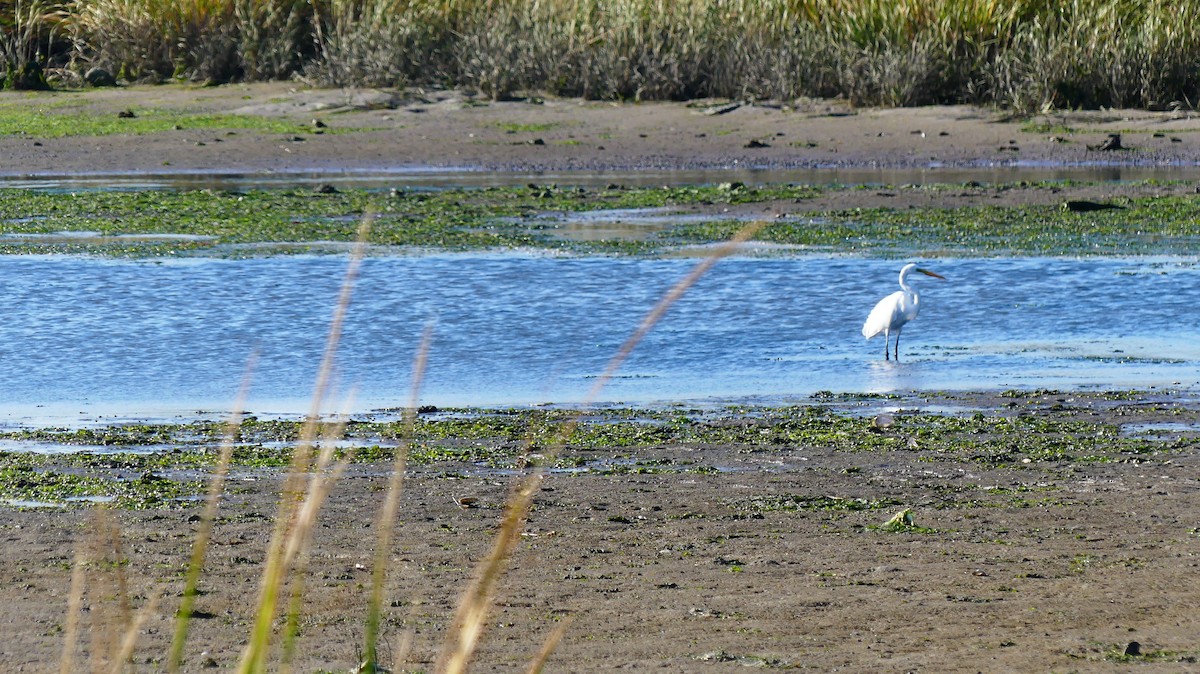 Great Egret - ML643059446
