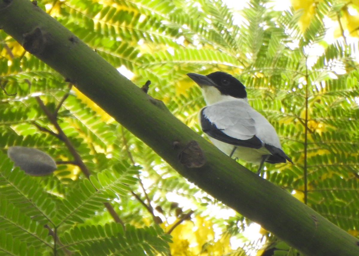 Black-crowned Tityra - ML643059504