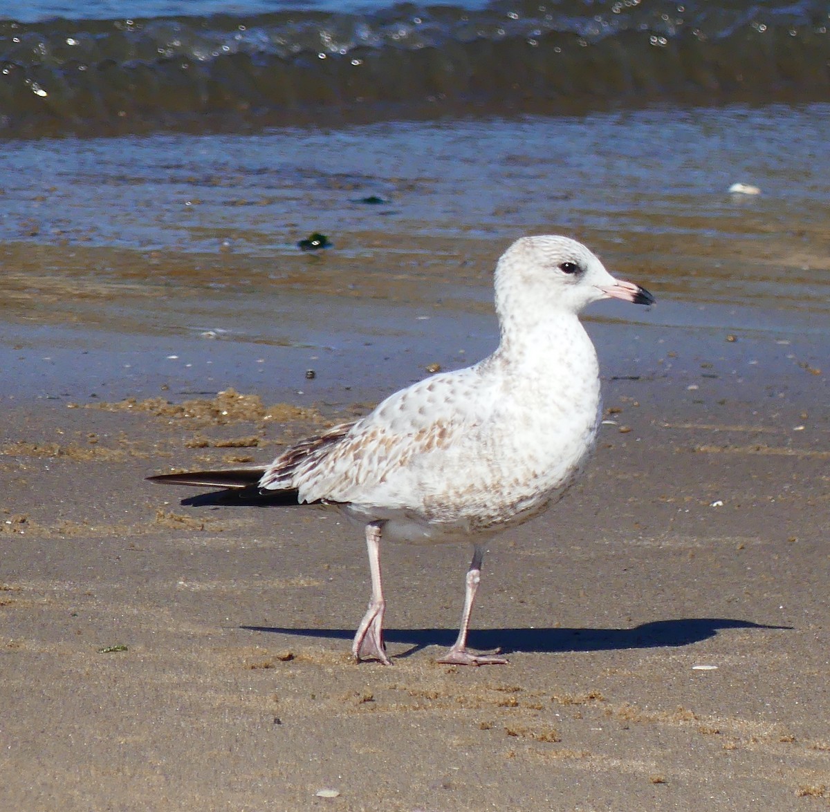 Ring-billed Gull - ML643059509