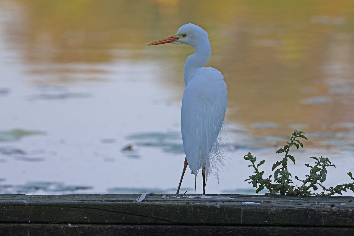 Plumed Egret - ML643059528