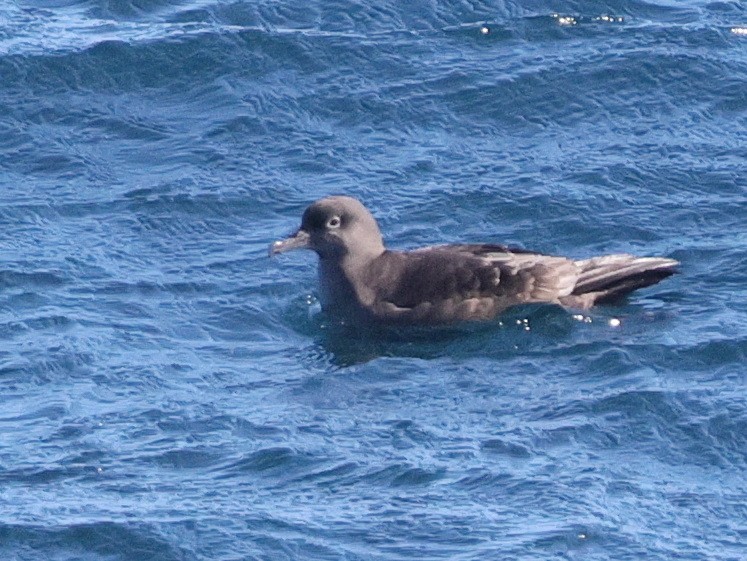 Short-tailed Shearwater - ML643059540