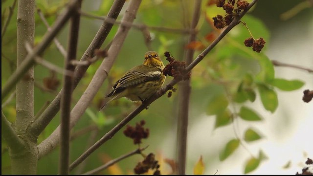 brunkinnparula - ML643059550