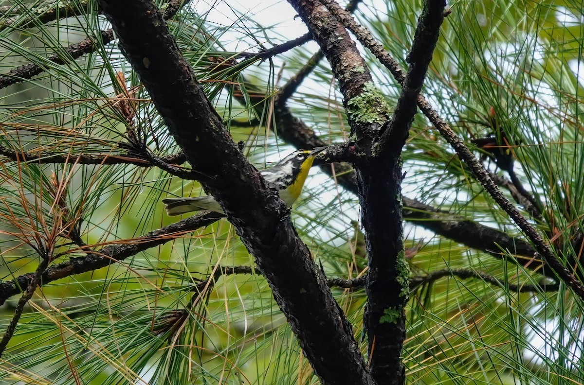 Yellow-throated Warbler - ML643059557