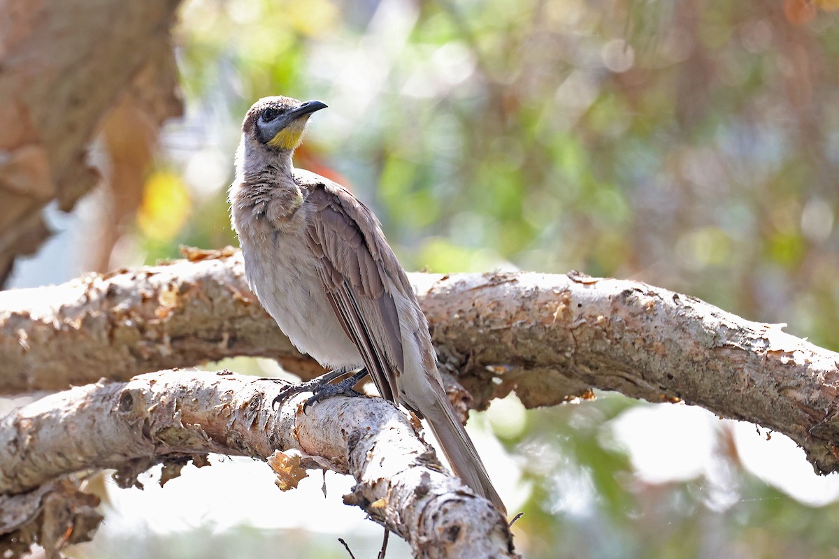 Little Friarbird - ML643059568