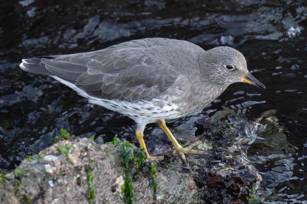 Surfbird - ML643059594