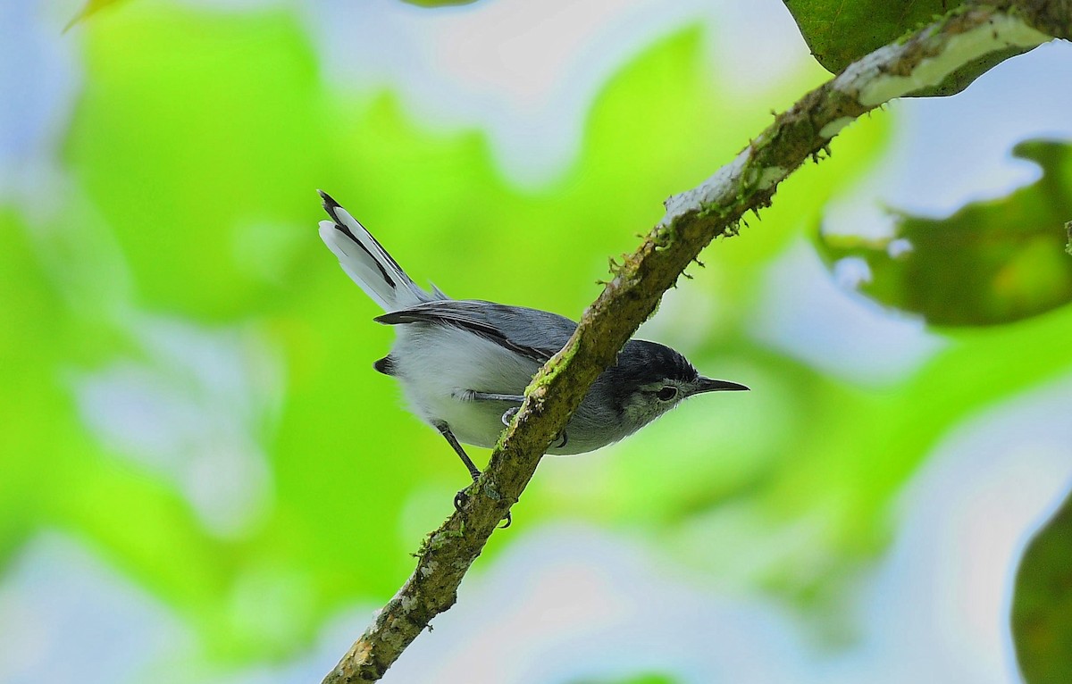 White-browed Gnatcatcher - ML643059596
