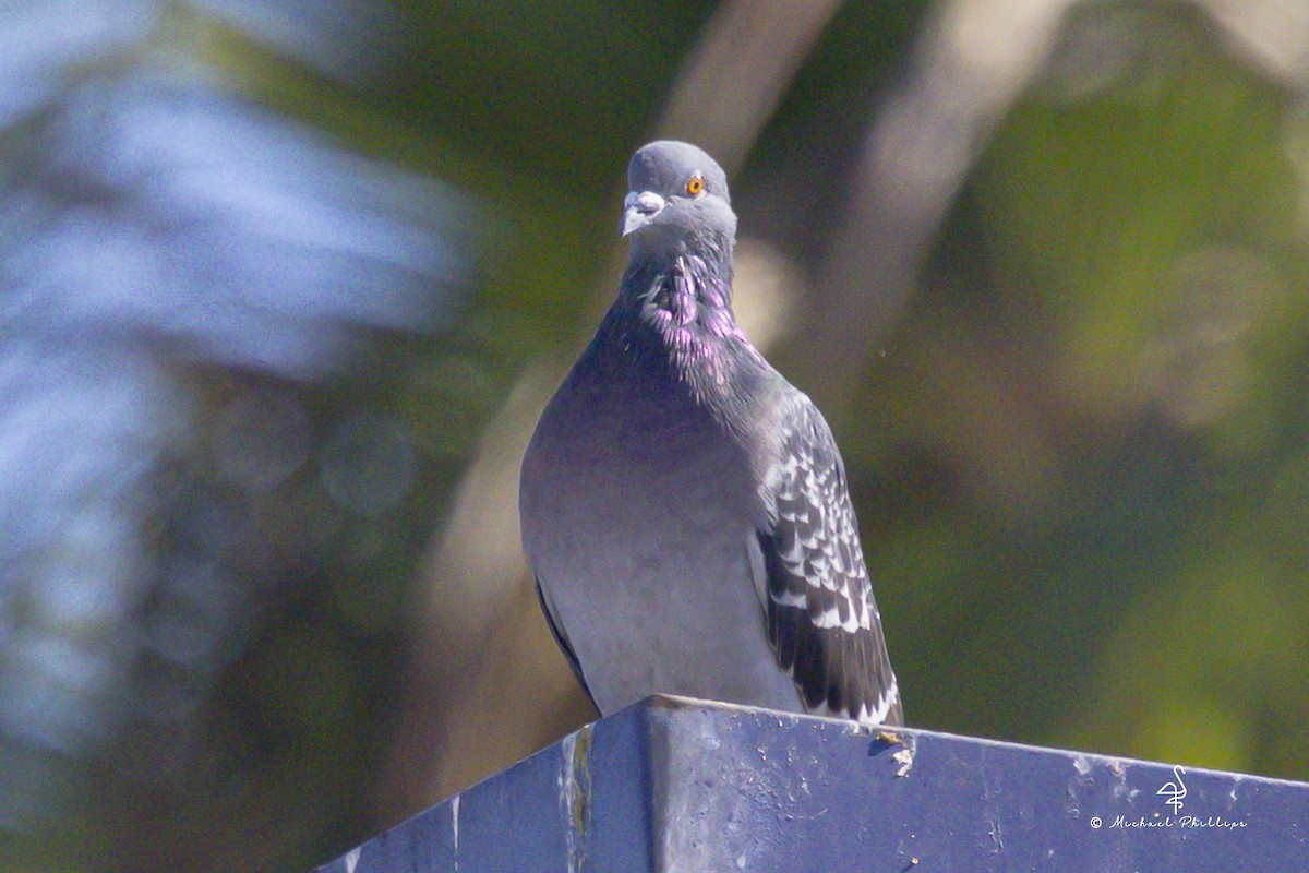 Rock Pigeon (Feral Pigeon) - ML643059608