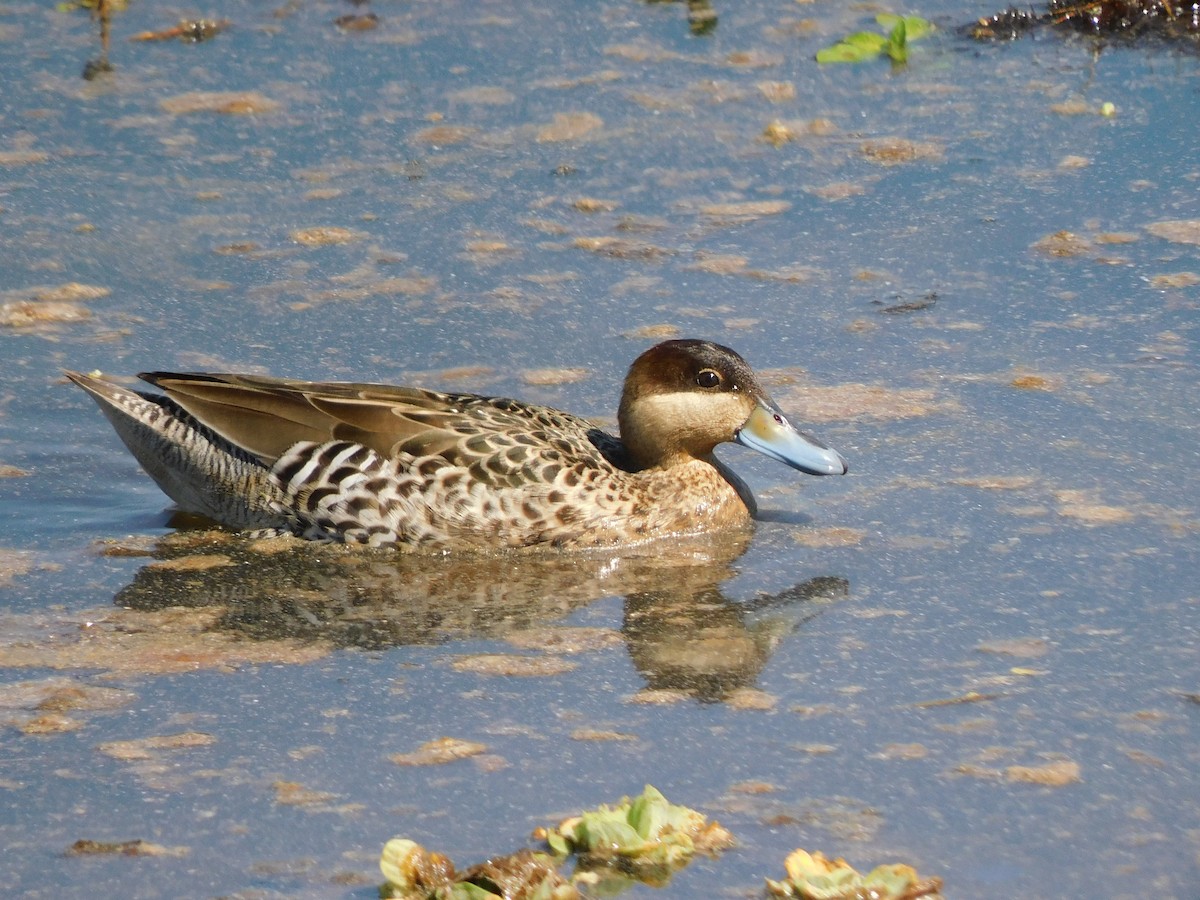 Silver Teal - ML643059611