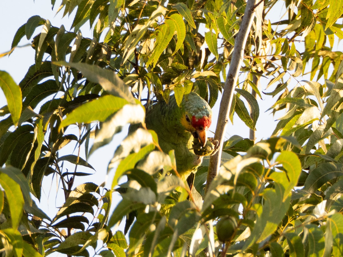 Red-lored Amazon - ML643059620