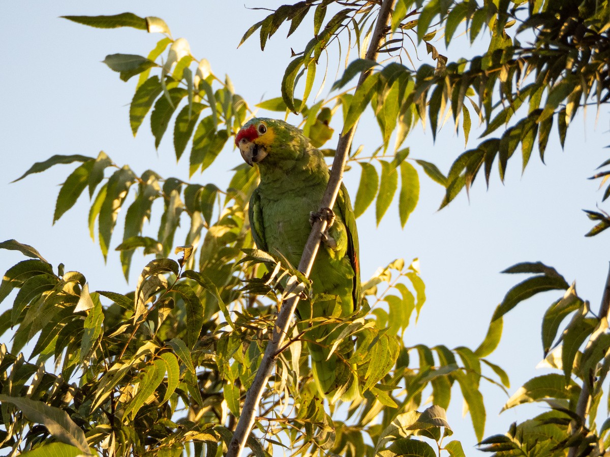 Red-lored Amazon - ML643059621