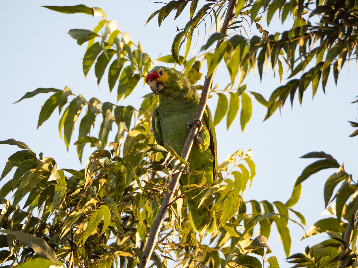 Red-lored Amazon - ML643059622