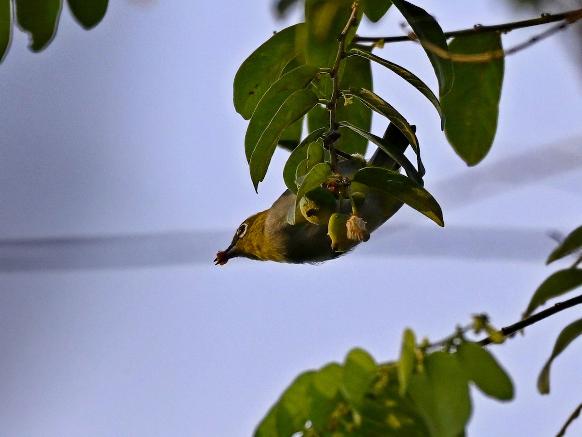 Hume's White-eye - ML643059629