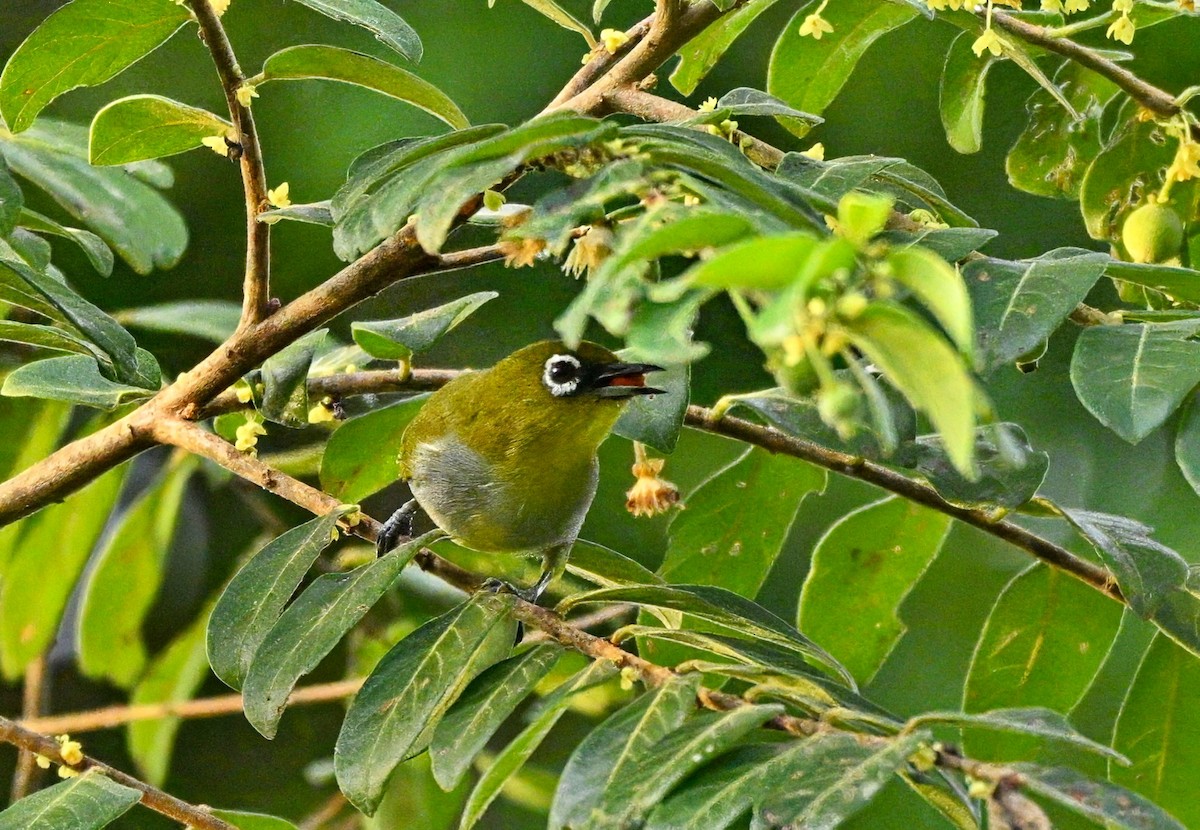Hume's White-eye - ML643059630