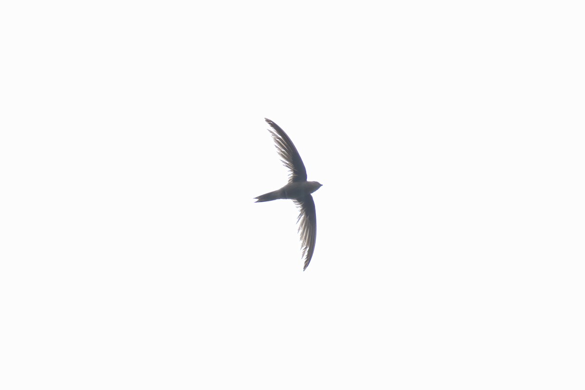 Asian Palm Swift - ML643059659
