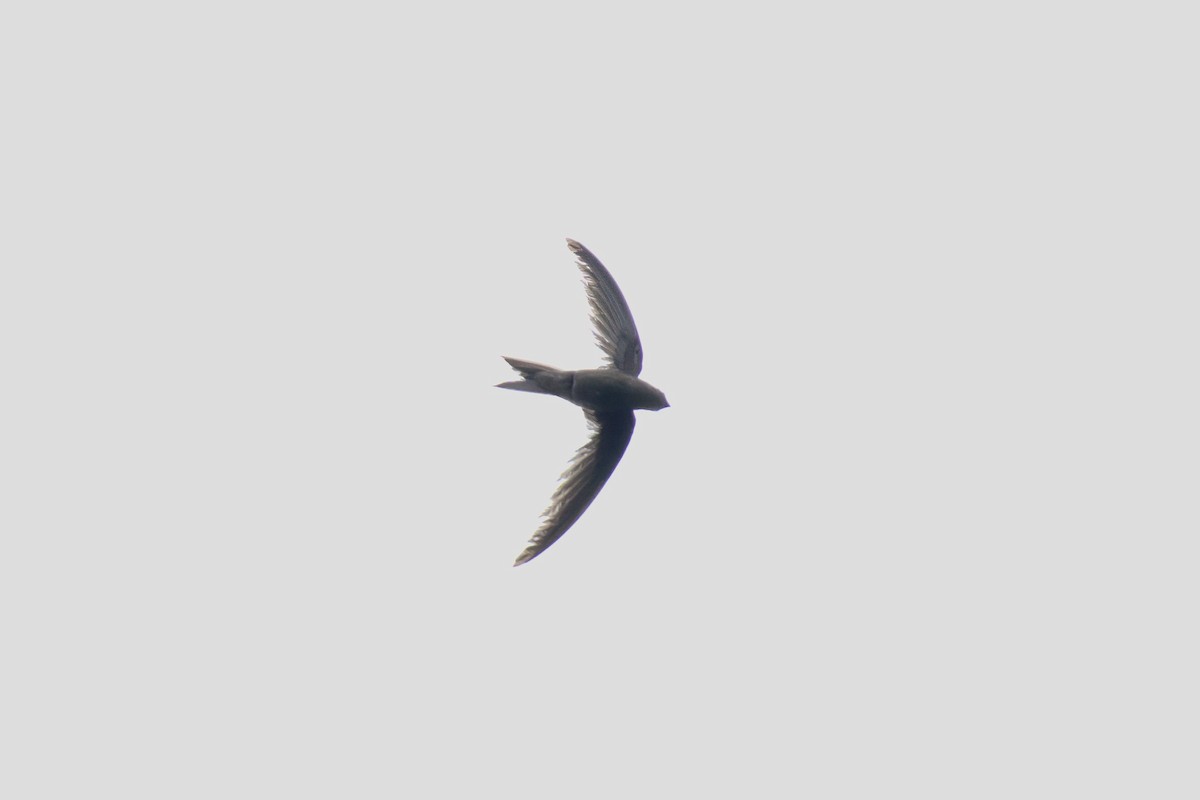 Asian Palm Swift - ML643059660