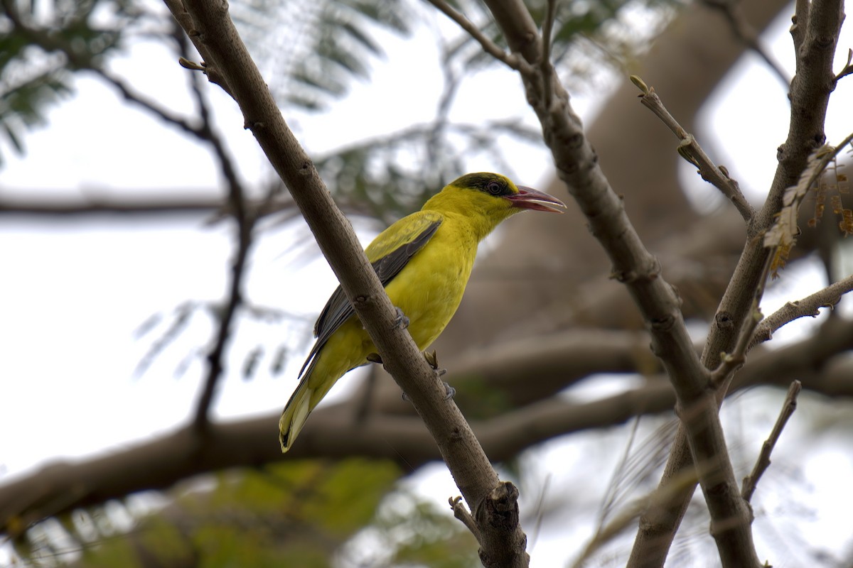 Black-naped Oriole (Philippine) - ML643059668